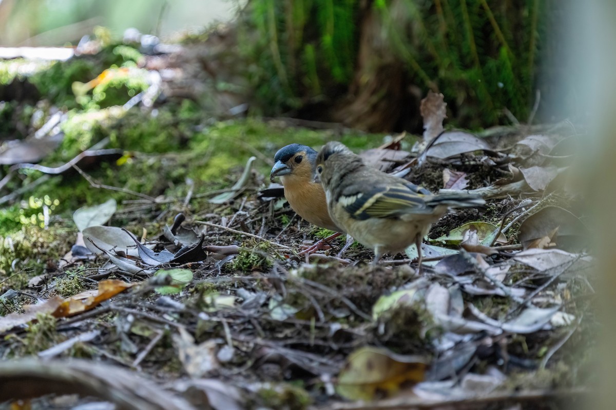 Canary Islands Chaffinch - ML642872360