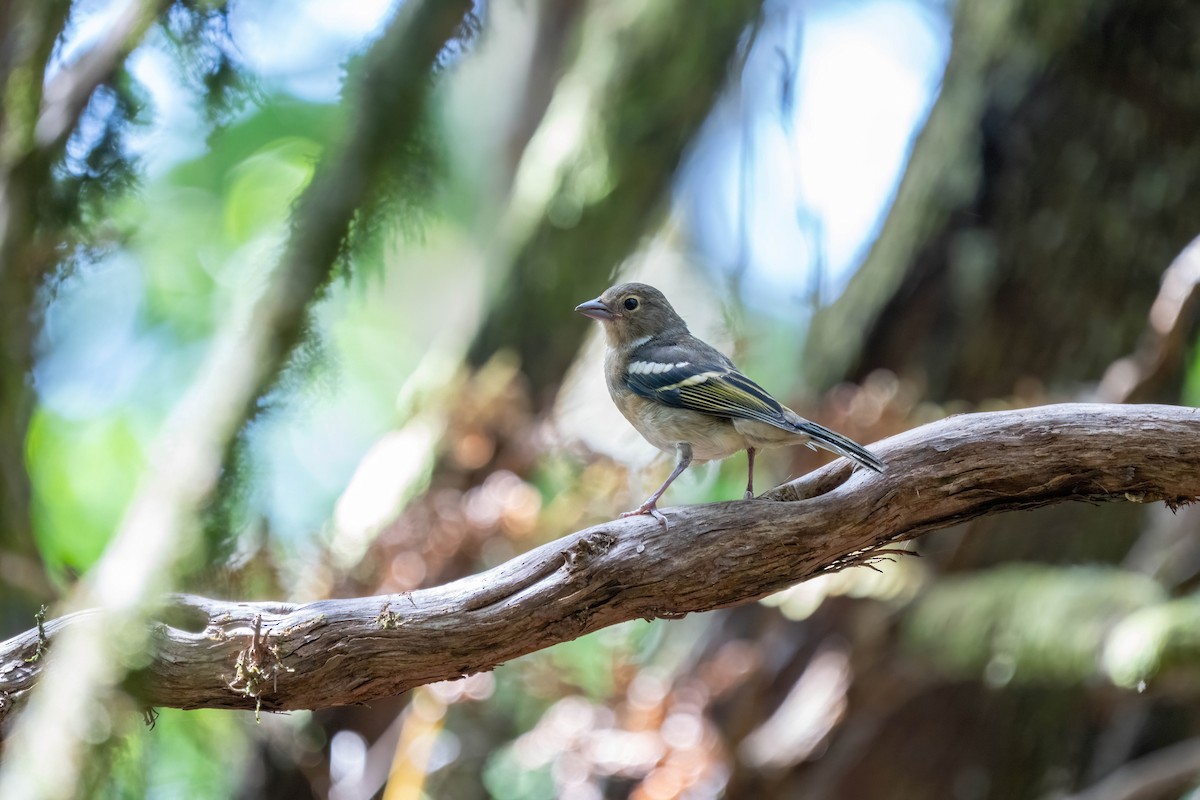 Canary Islands Chaffinch - ML642872361
