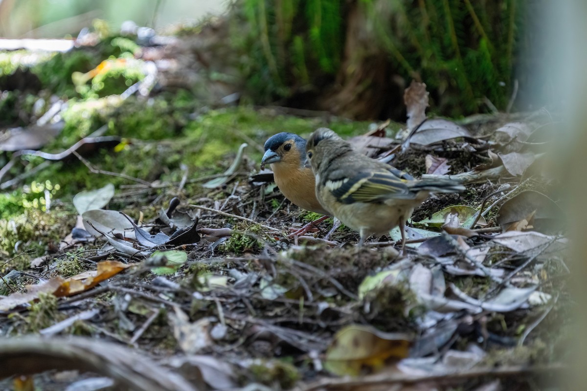Canary Islands Chaffinch - ML642872362
