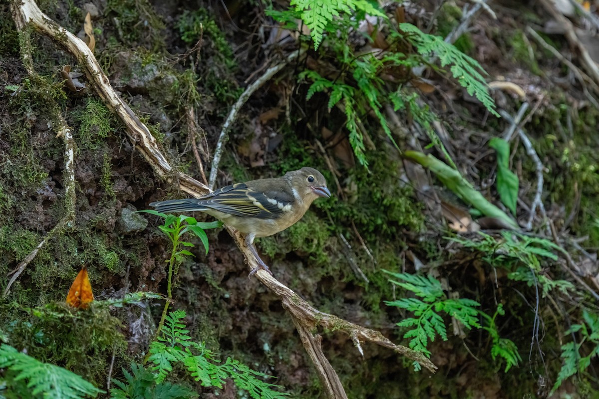 Canary Islands Chaffinch - ML642872364