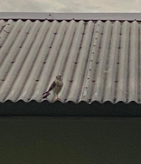 American Kestrel - ML642872368