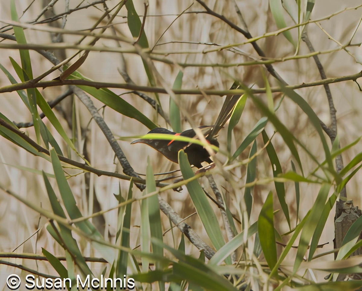 Red-backed Fairywren - ML642872377