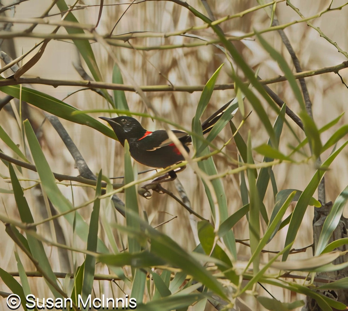 Red-backed Fairywren - ML642872392