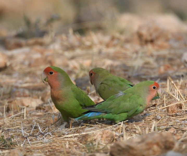 Rosy-faced Lovebird - ML642872447