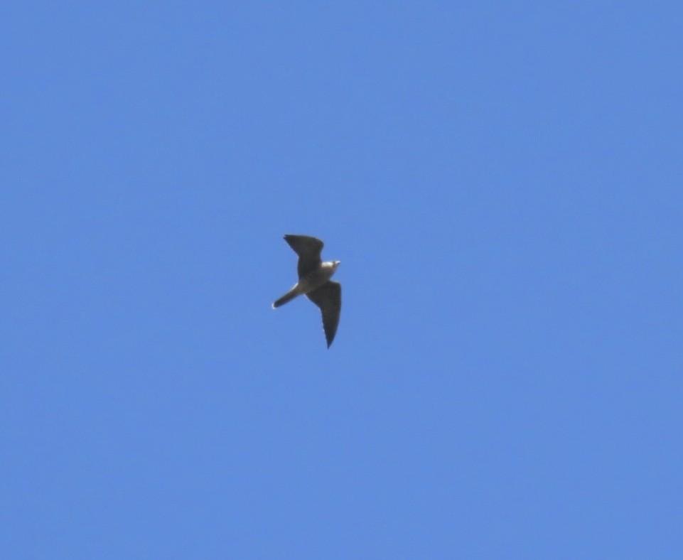 Peregrine Falcon - ML642872454