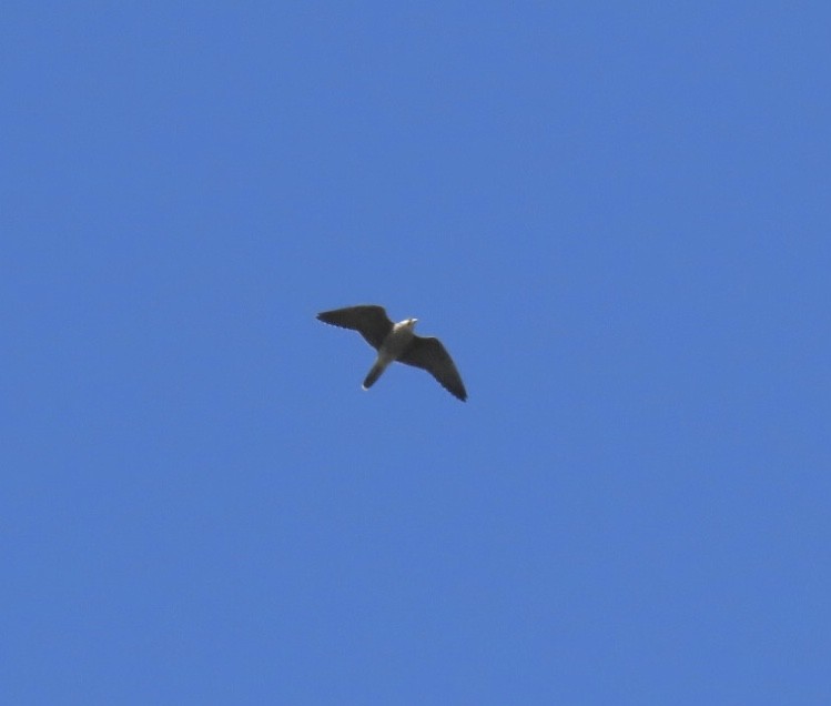 Peregrine Falcon - ML642872455