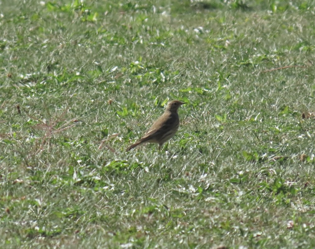 American Pipit - ML642872459