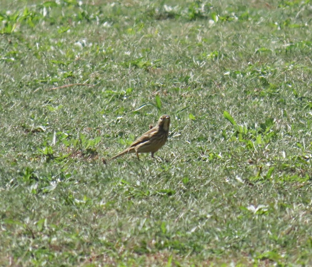 American Pipit - ML642872460