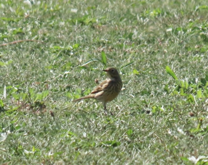 American Pipit - ML642872461