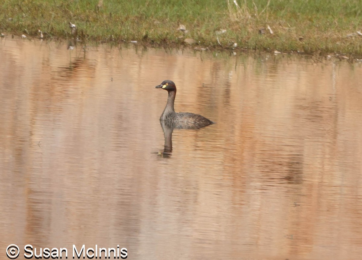 Australasian Grebe - ML642872462