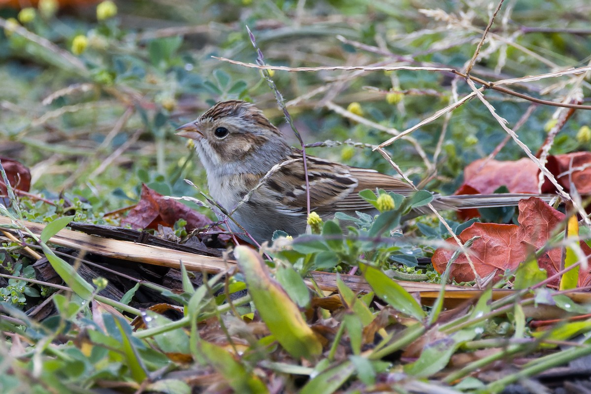 Clay-colored Sparrow - ML642872473