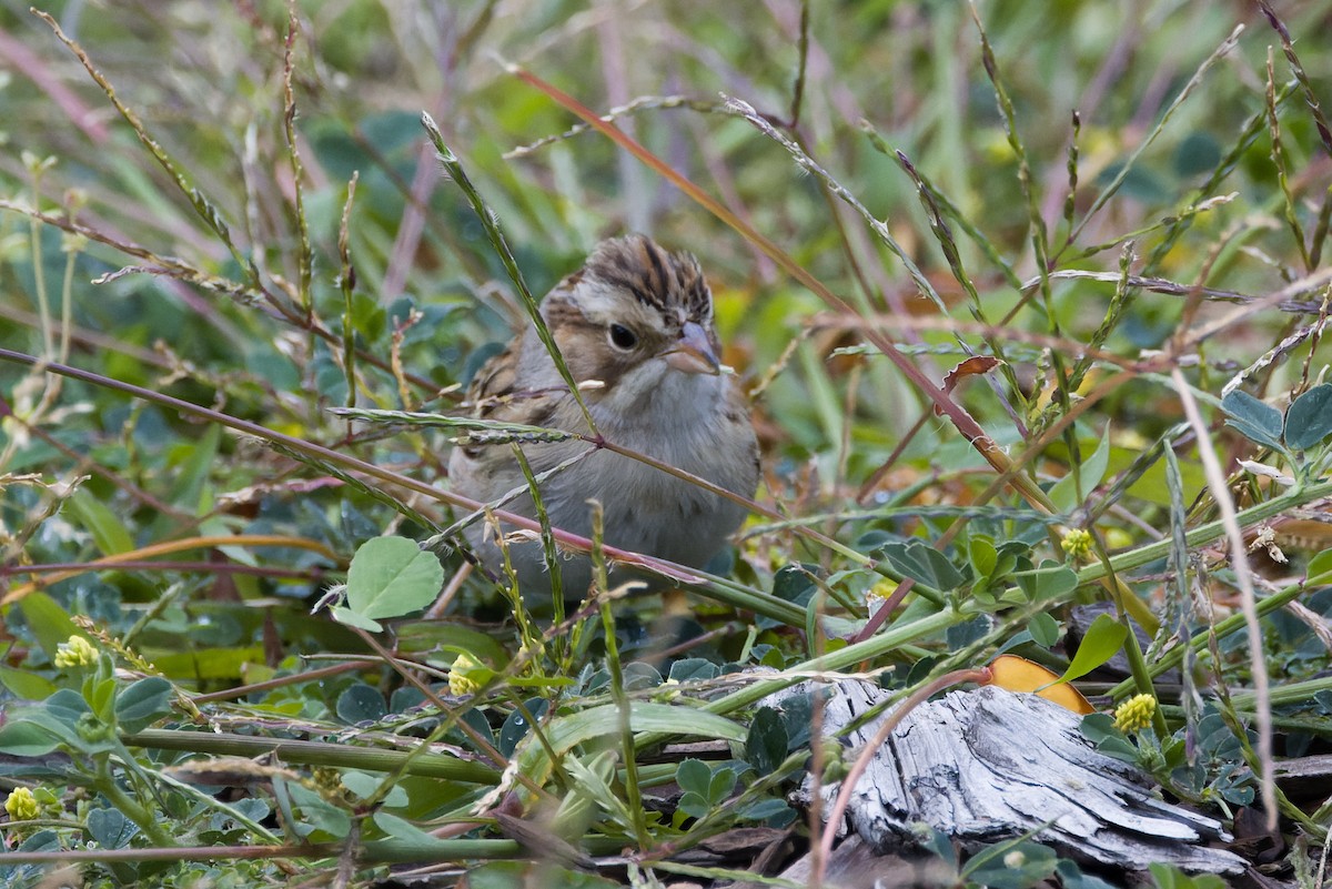 Clay-colored Sparrow - ML642872474