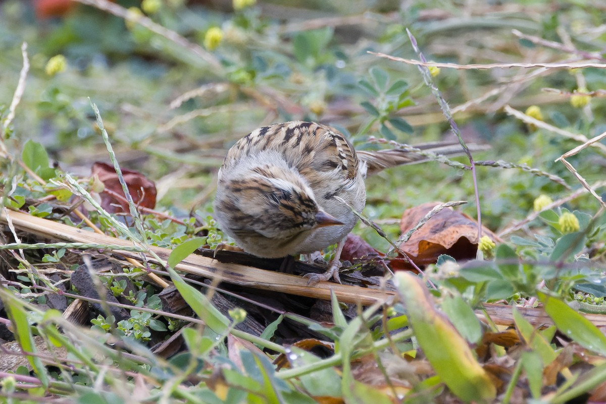 Clay-colored Sparrow - ML642872475