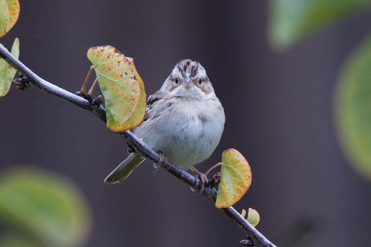 Clay-colored Sparrow - ML642872477