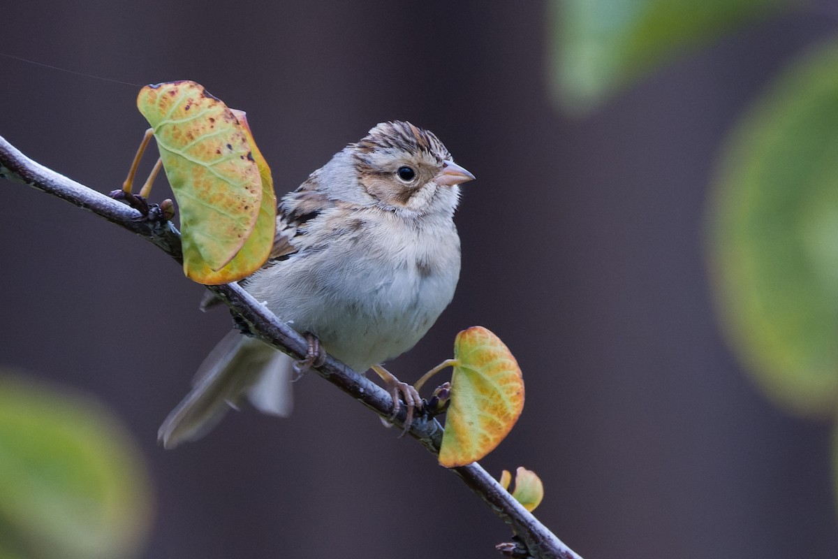 Clay-colored Sparrow - ML642872478