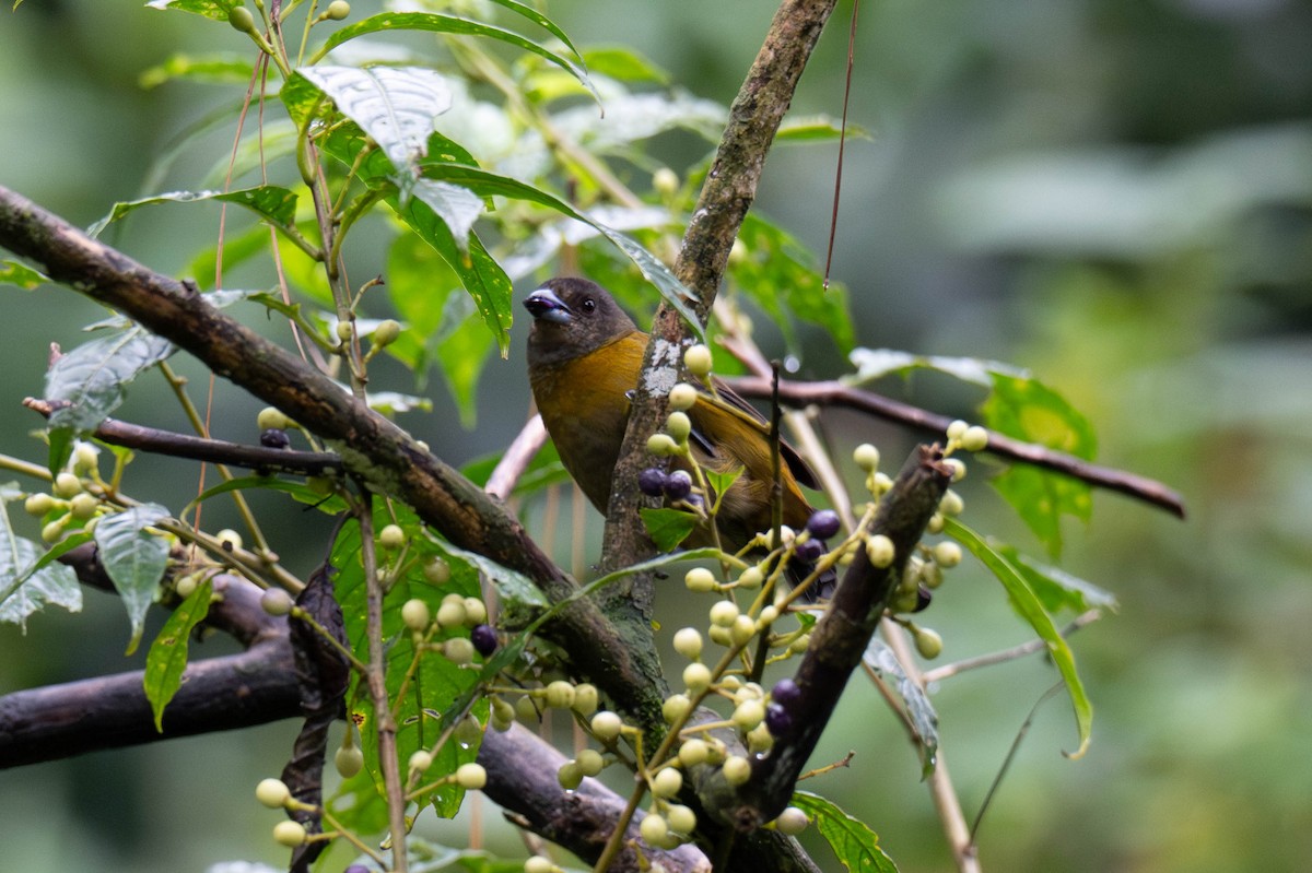 Scarlet-rumped Tanager - ML642872489
