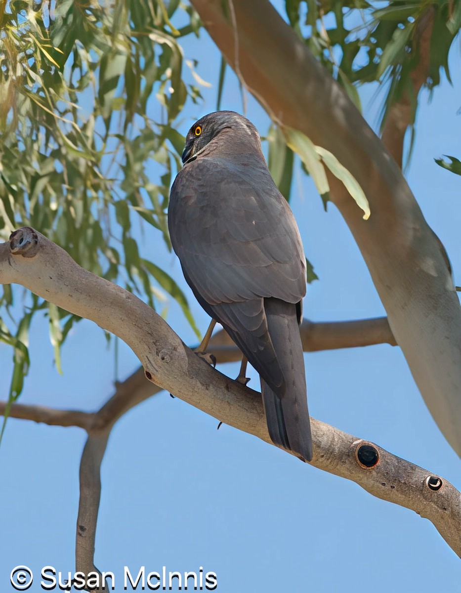 Collared Sparrowhawk - ML642872503