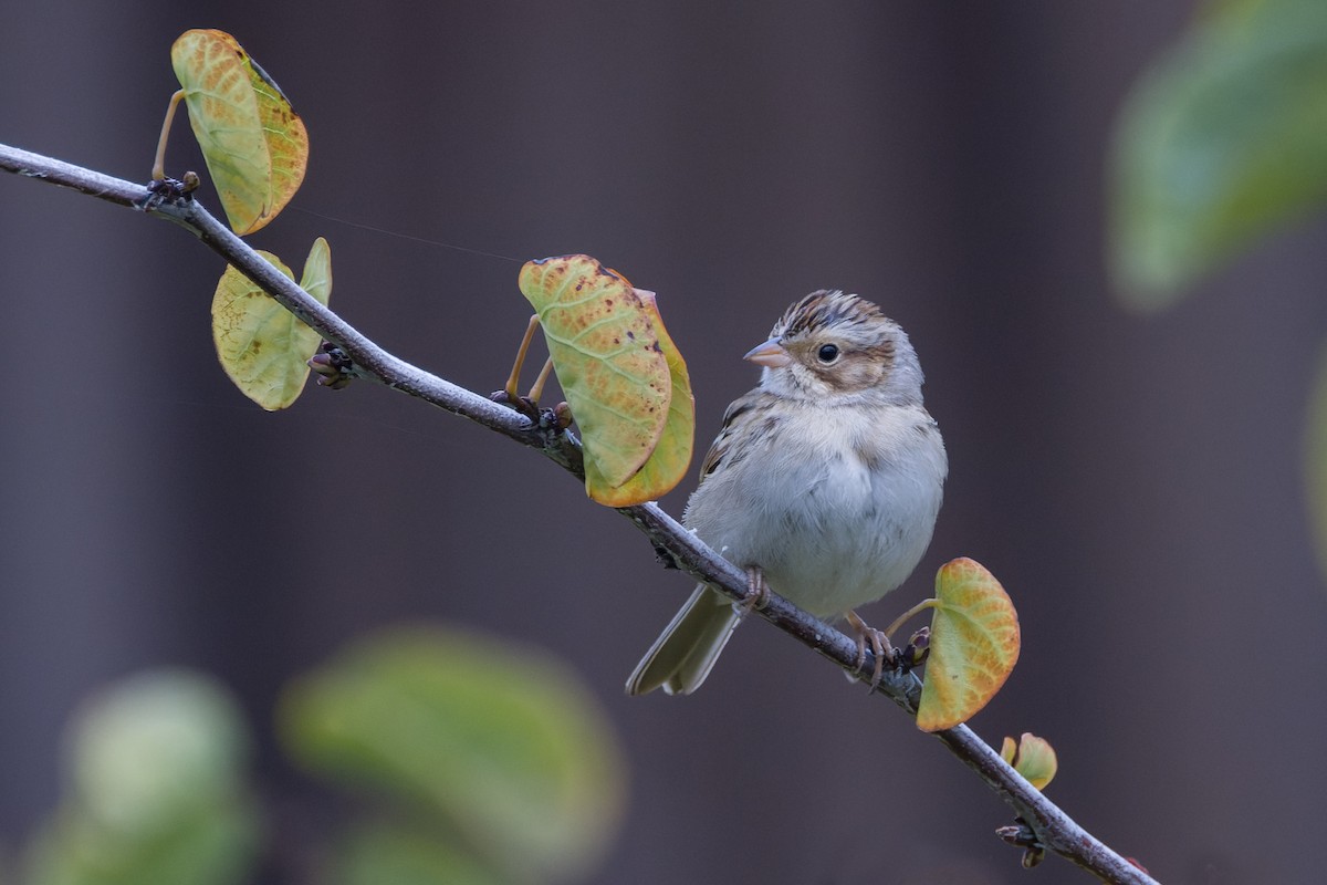 Clay-colored Sparrow - ML642872504
