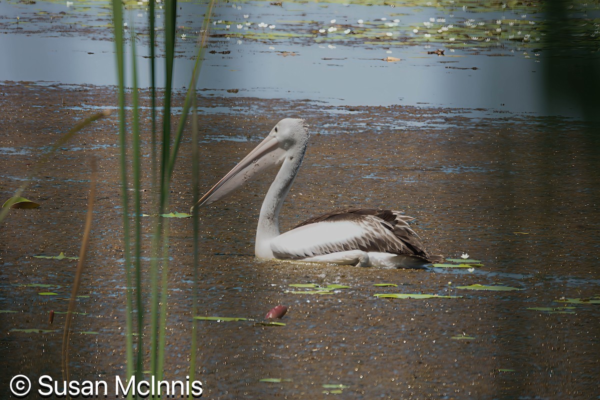 Australian Pelican - ML642872507