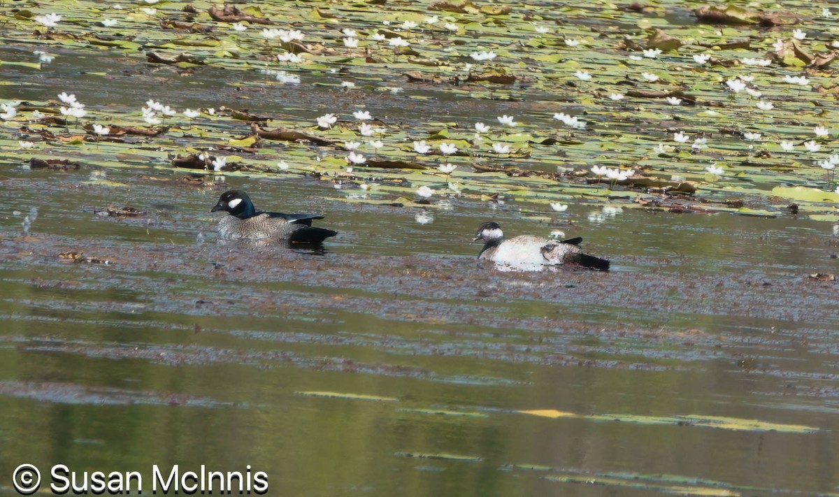 Green Pygmy-Goose - ML642872513
