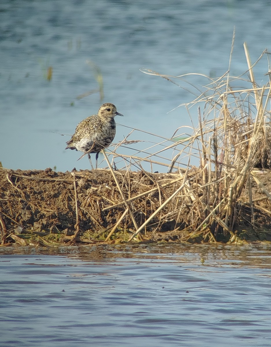 European Golden-Plover - ML642872514