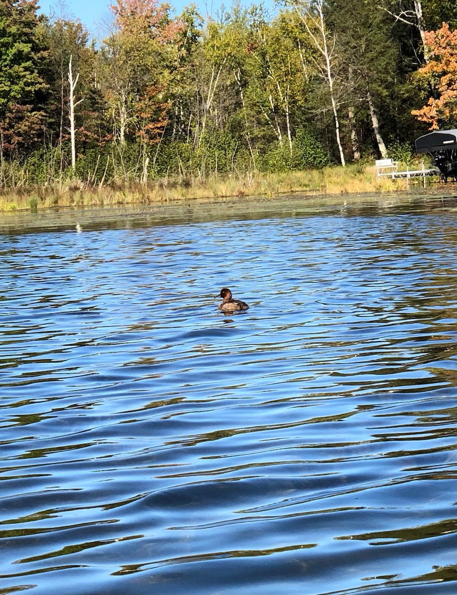 Redhead - ML642872519
