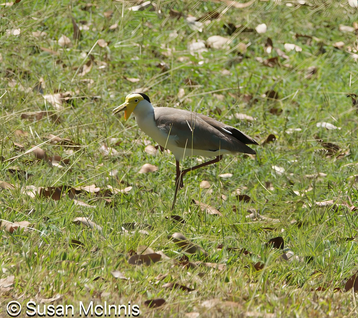Masked Lapwing - ML642872520