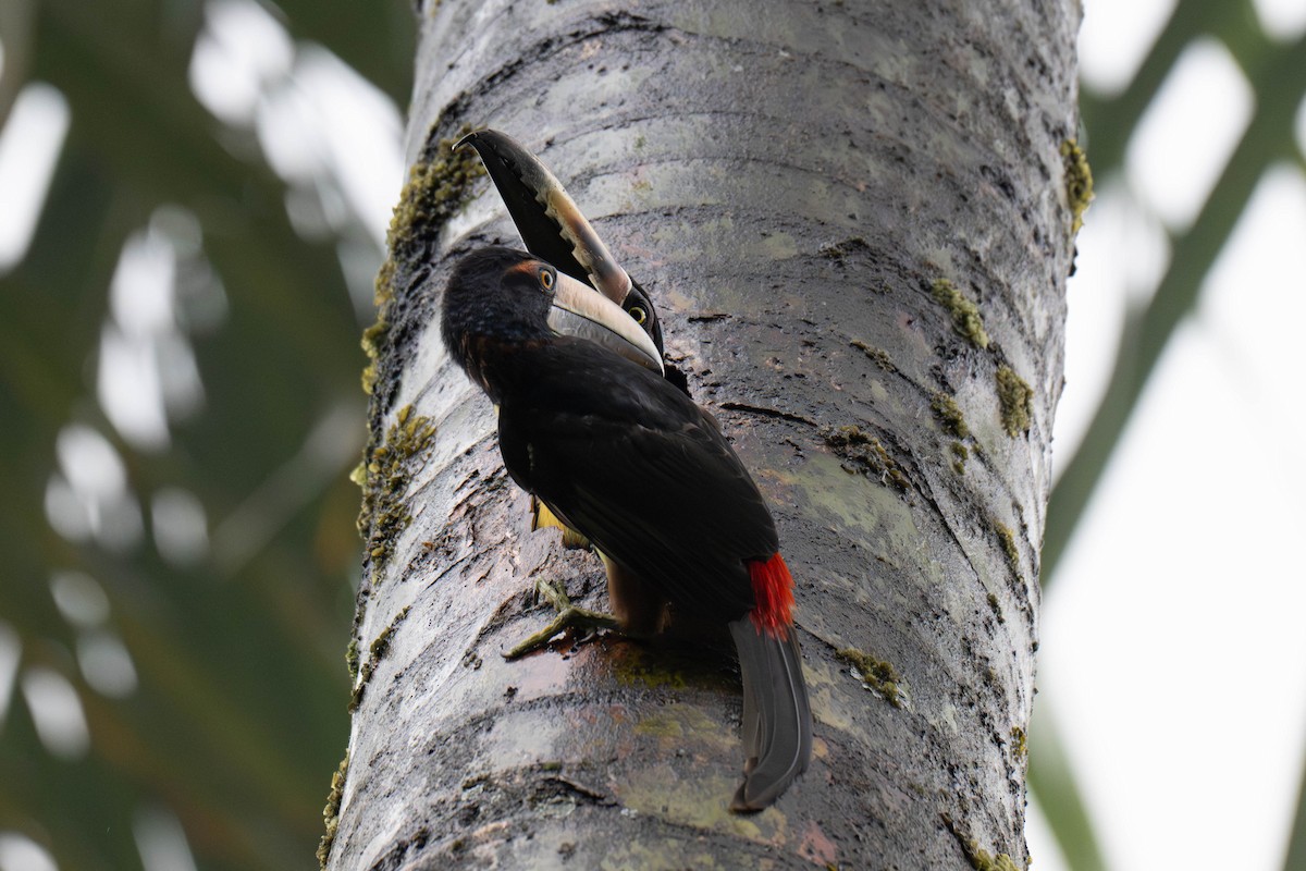 Collared Aracari - ML642872525