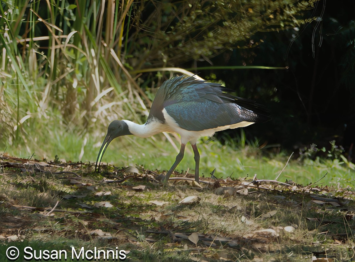 Straw-necked Ibis - ML642872535