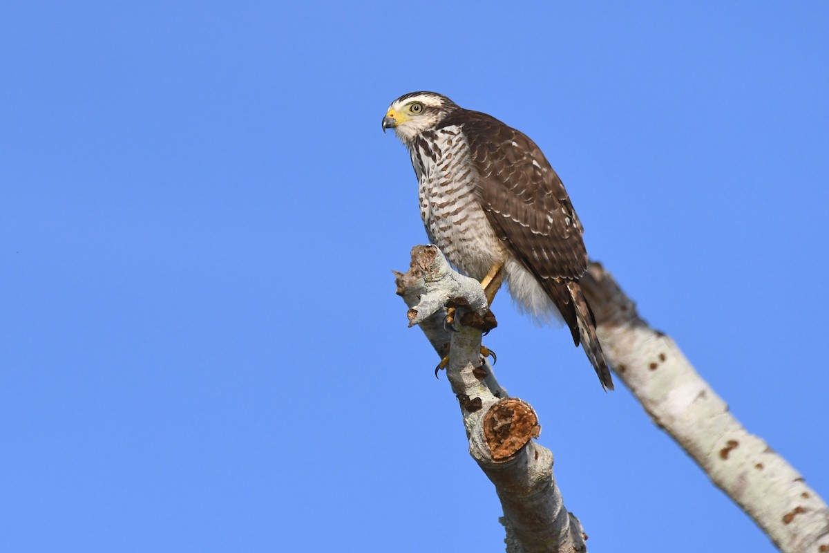 Roadside Hawk - ML642872537