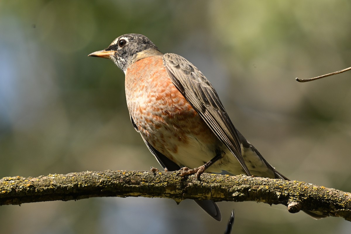 American Robin - ML642872538