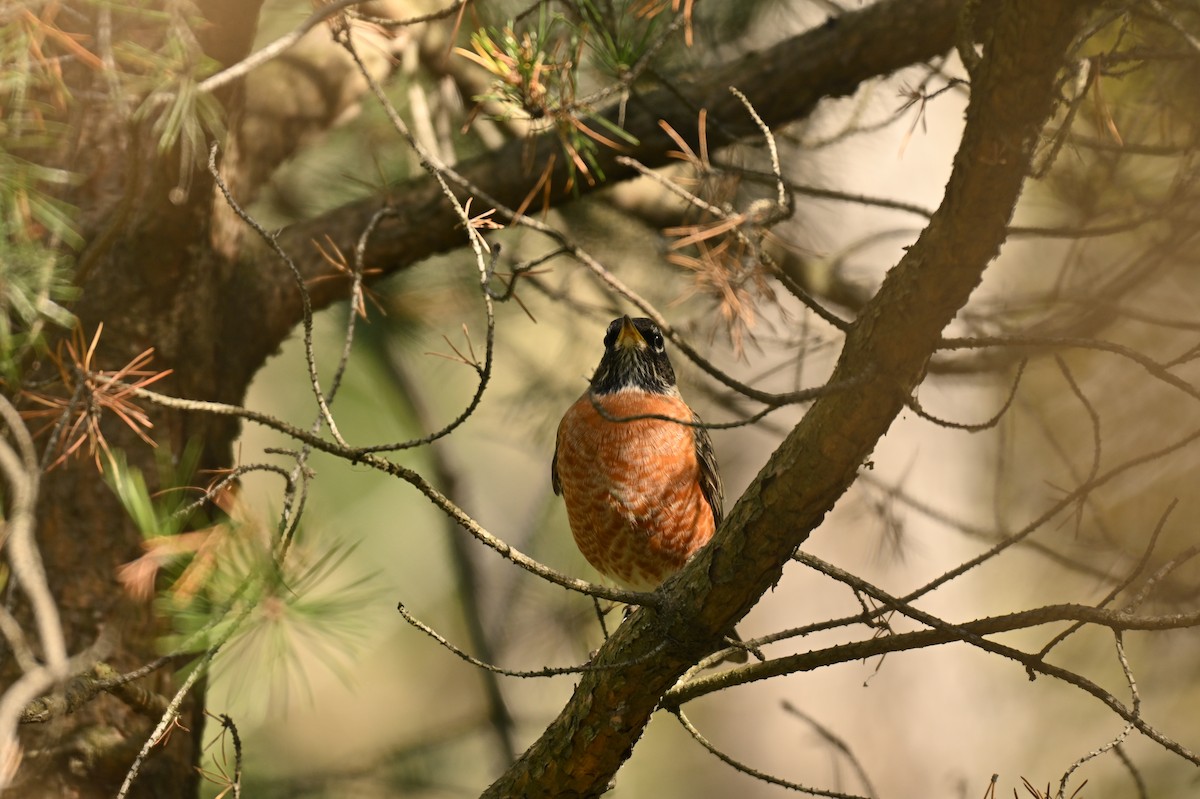 American Robin - ML642872539