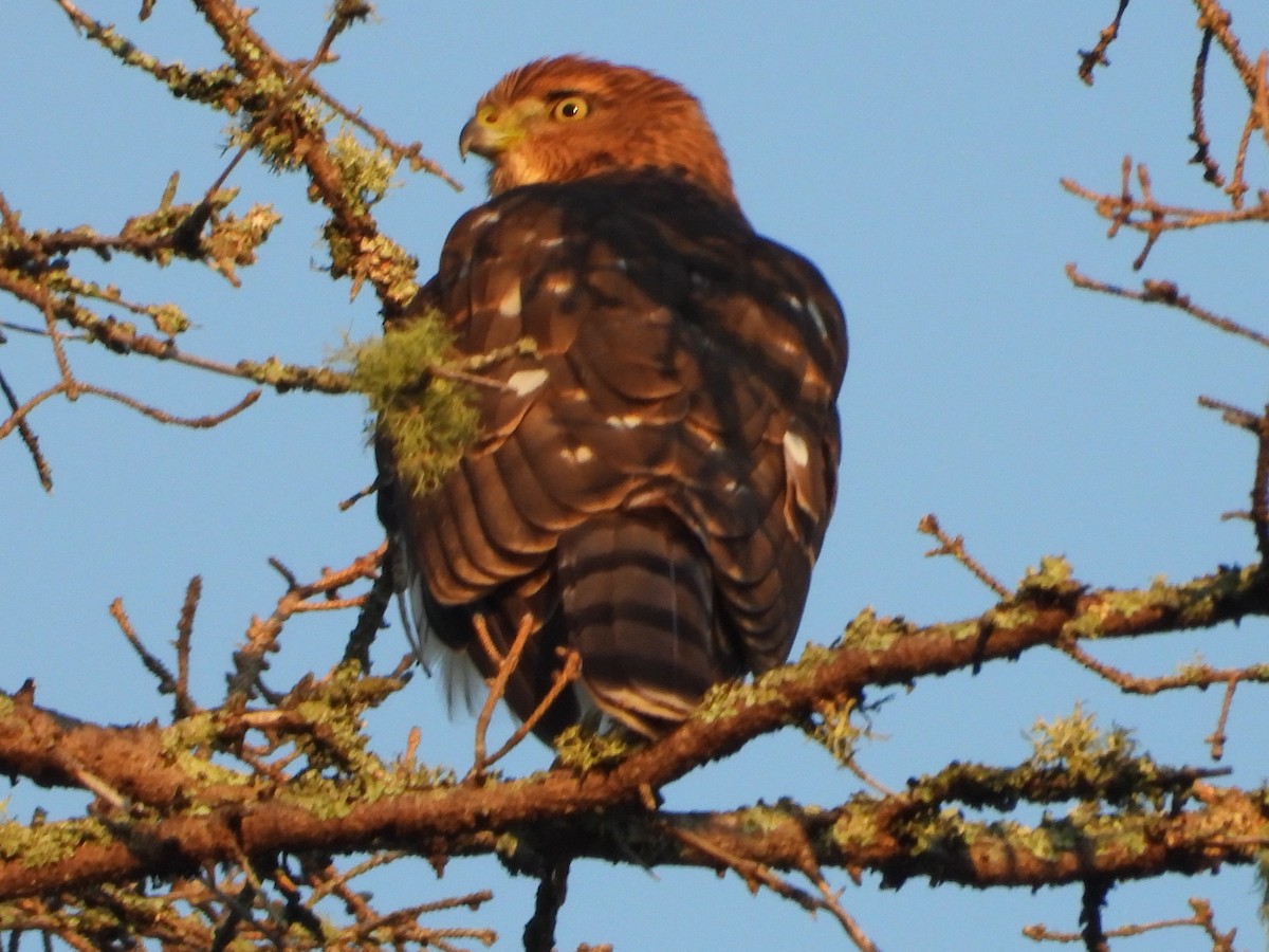 Cooper's Hawk - ML642872540