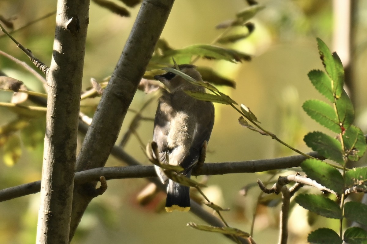 Cedar Waxwing - ML642872550