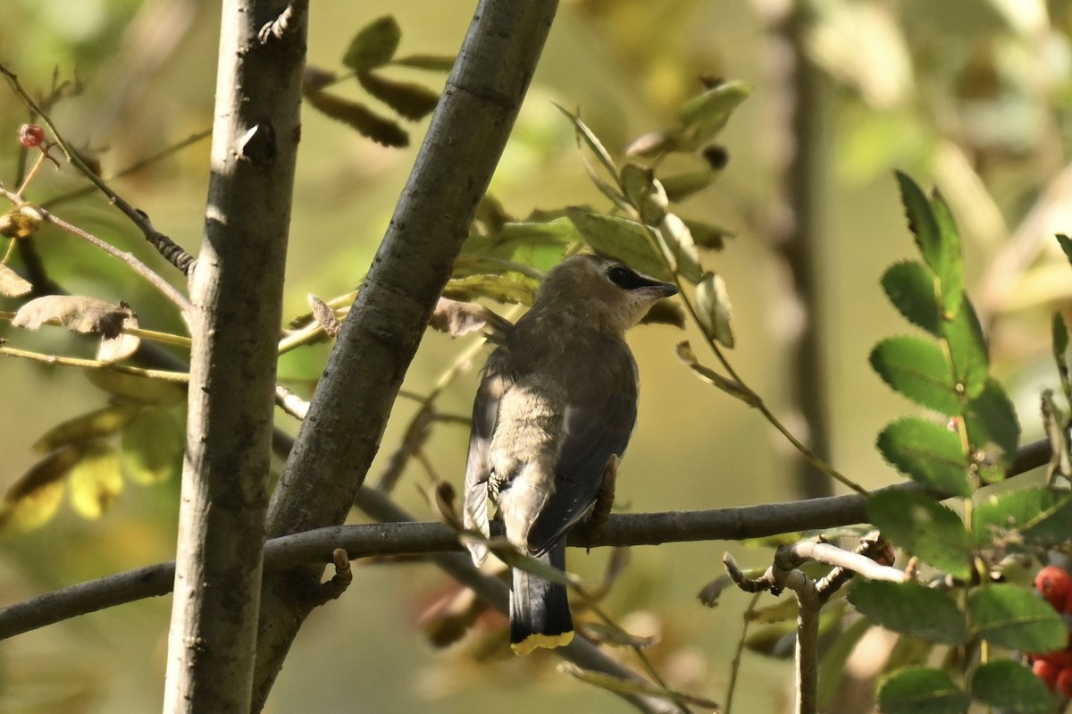 Cedar Waxwing - ML642872551
