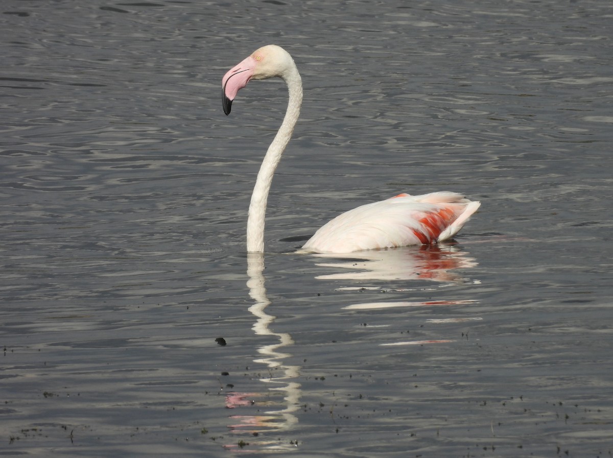 Flamant rose - ML642872560