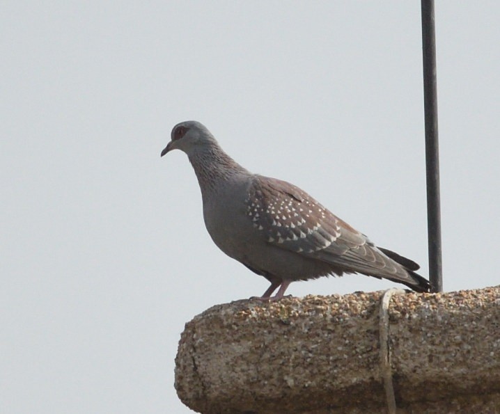 Speckled Pigeon - ML642872561