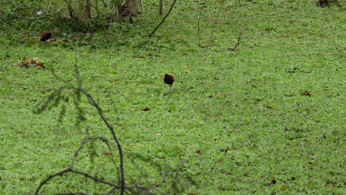 Wattled Jacana - ML642872568