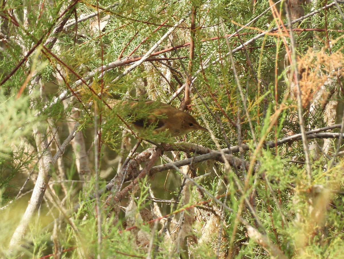 Cetti's Warbler - ML642872598