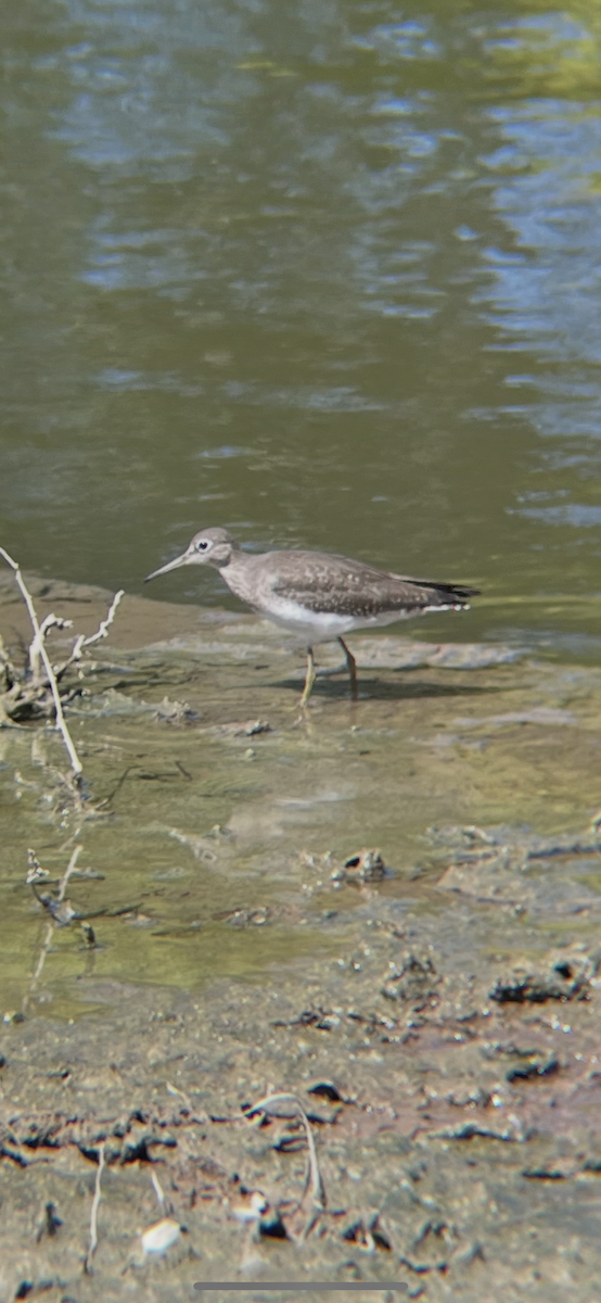 Solitary Sandpiper - ML642872616