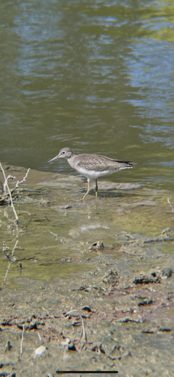 Solitary Sandpiper - ML642872617
