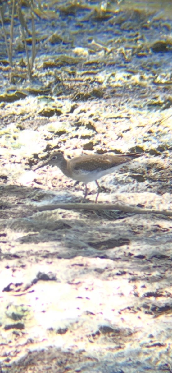Solitary Sandpiper - ML642872619