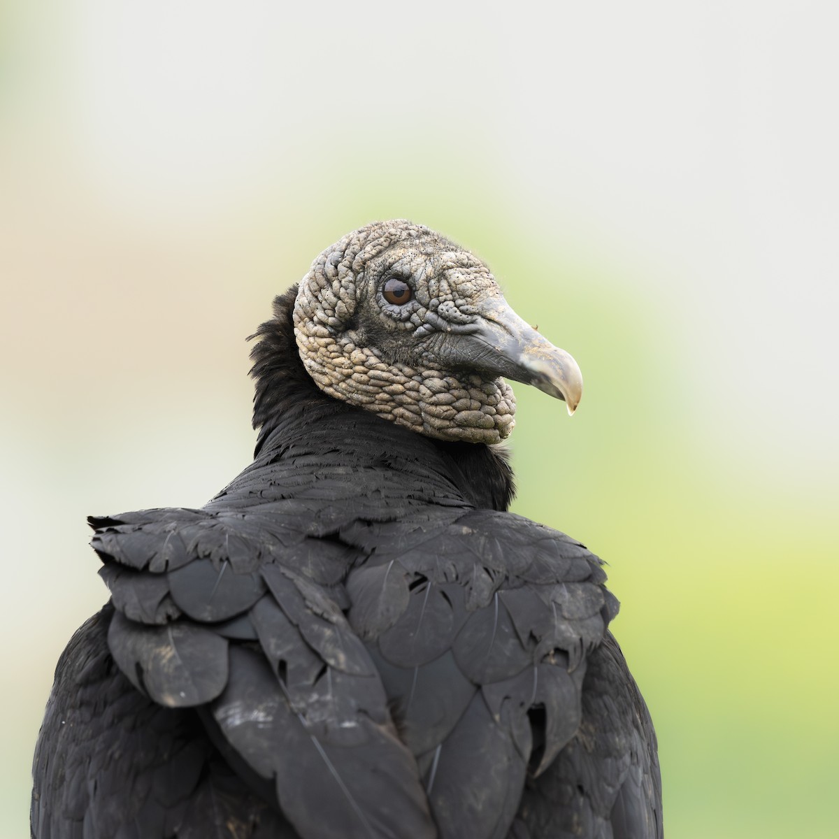 Black Vulture - ML642872620