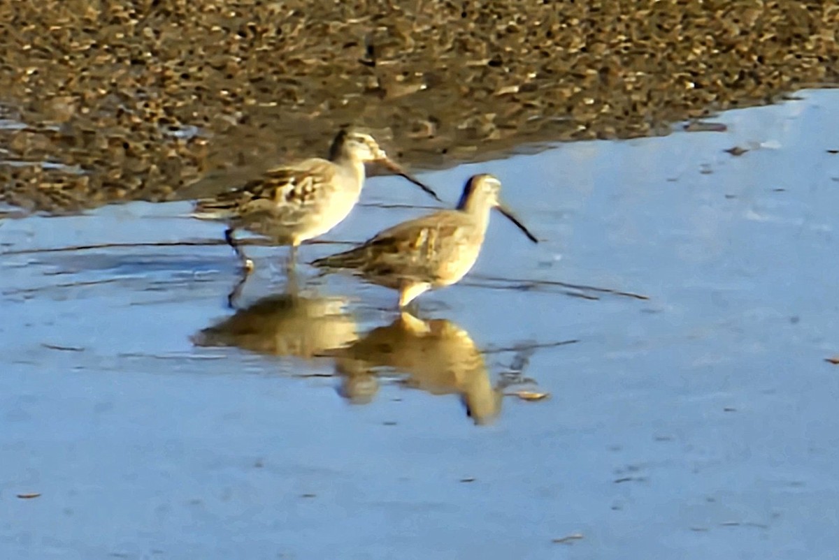Long-billed Dowitcher - ML642872623