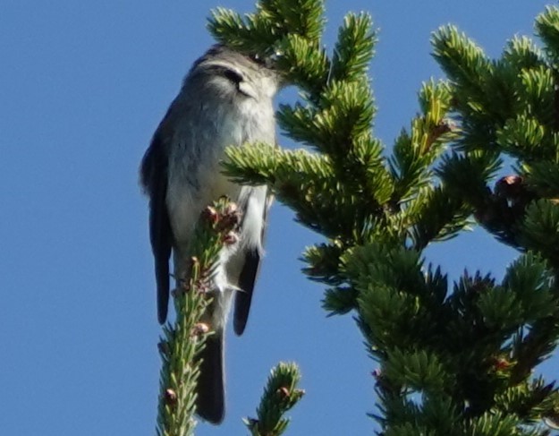 Olive-sided Flycatcher - ML642872625