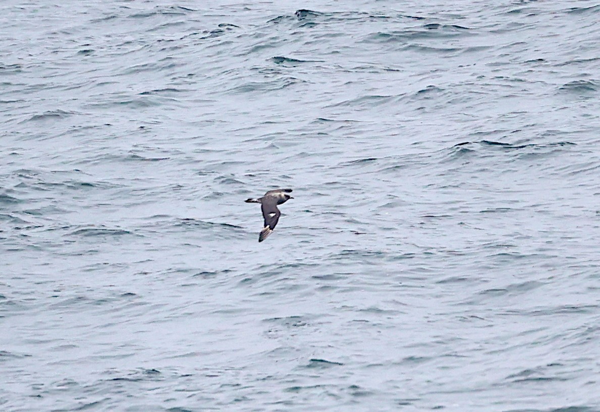 Pomarine Jaeger - ML642872627