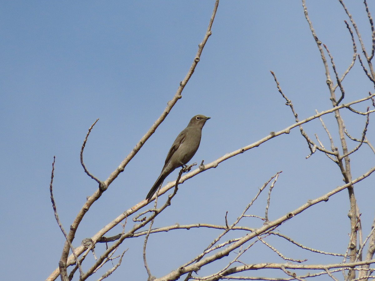 Townsend's Solitaire - ML642872628