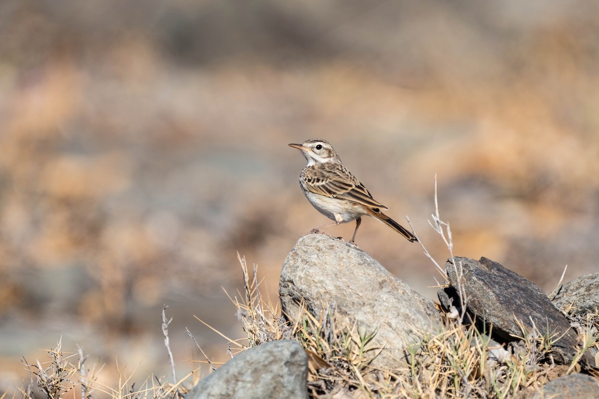 Berthelot's Pipit - ML642872629