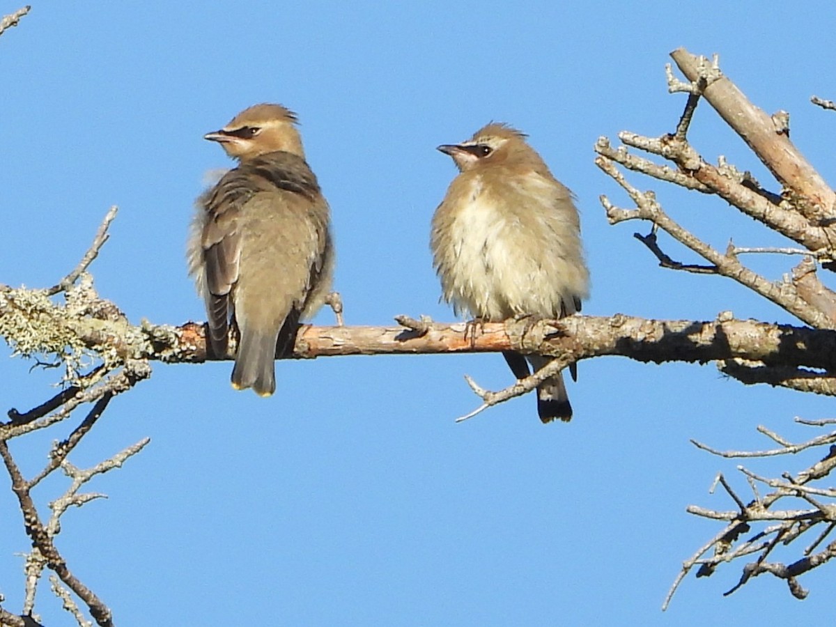 Cedar Waxwing - ML642872633