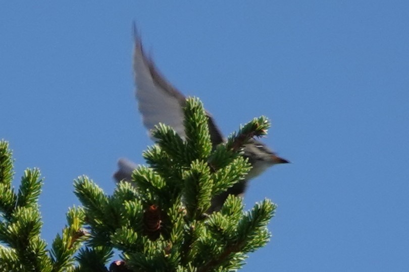 Olive-sided Flycatcher - ML642872634